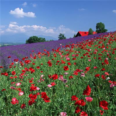 乐虎国际app下载